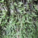 Image of undulate neckeropsis moss