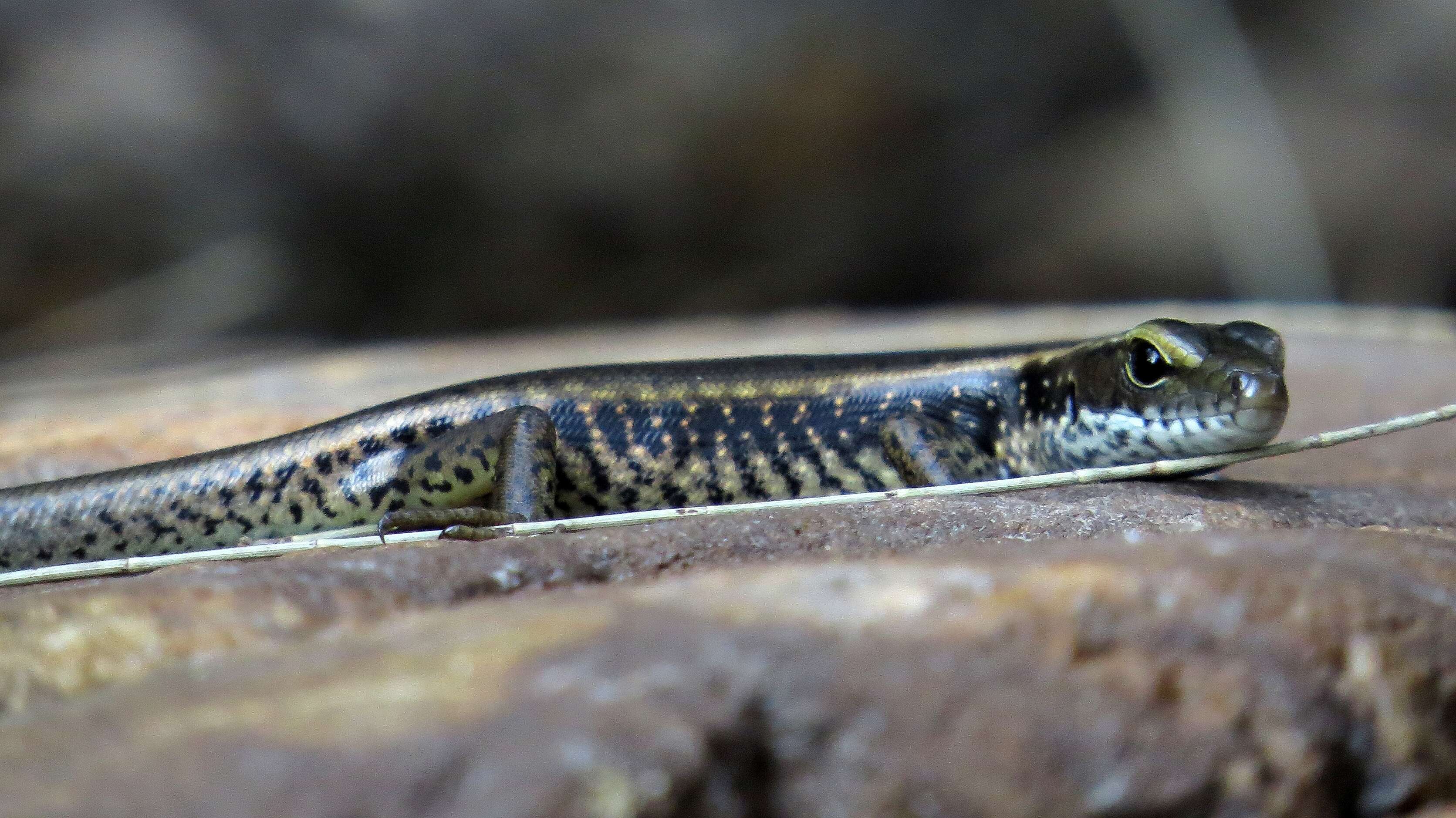 Image of water skink