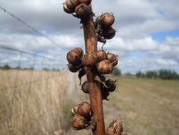 Image of wand mullein