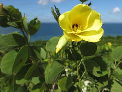 Image of bauhinia