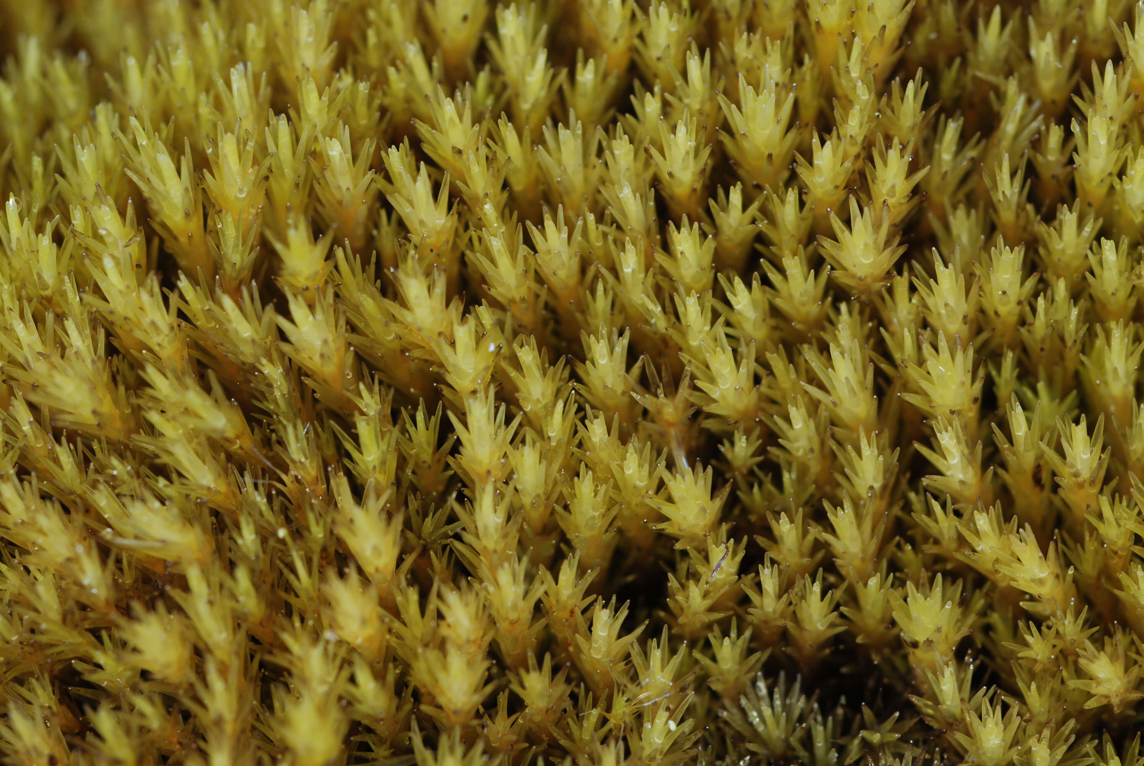 Image of campylopus moss