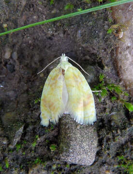 Image of Oak Leaftier Moth