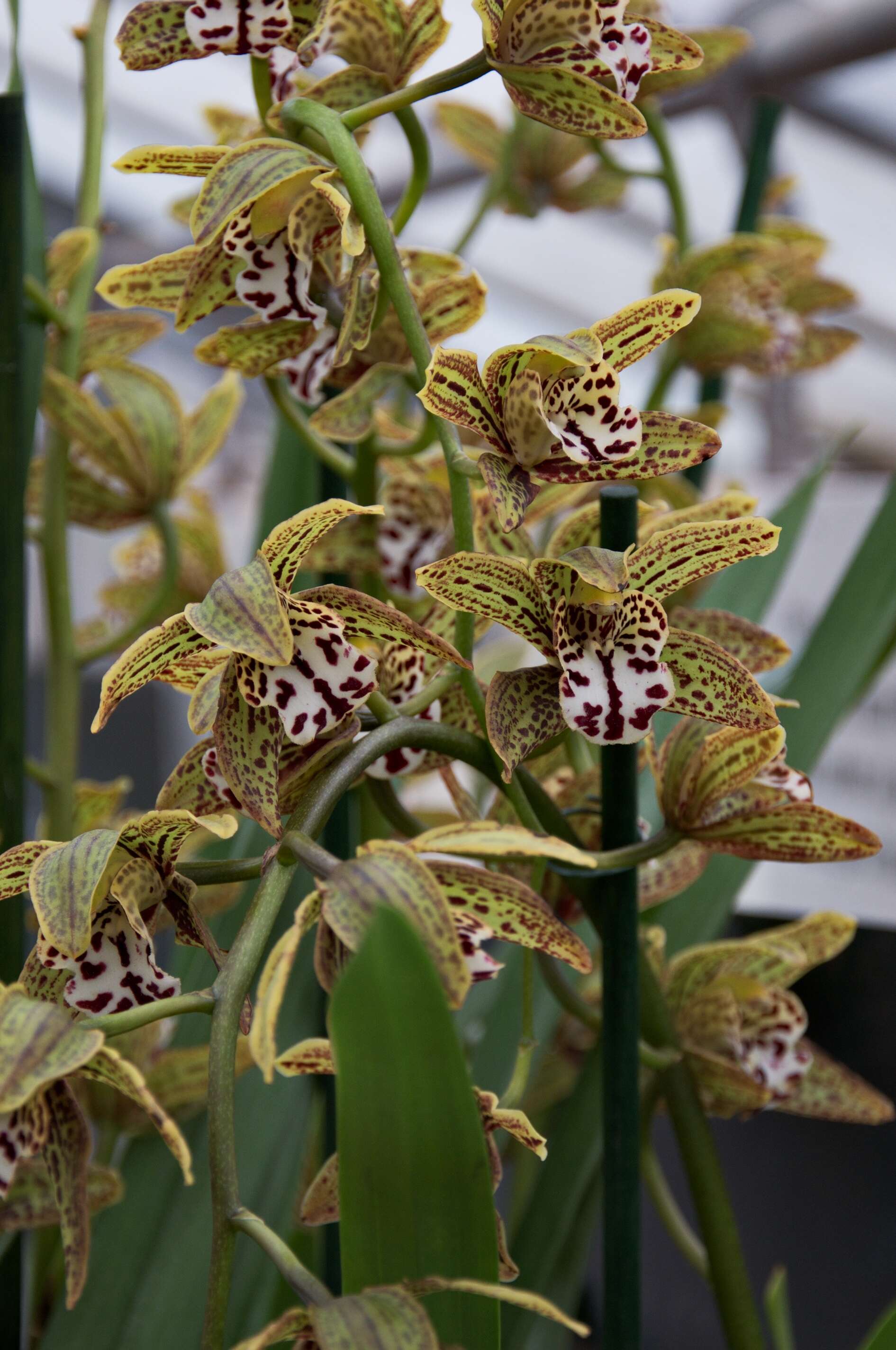 Image of Cymbidium Magic Chocolate