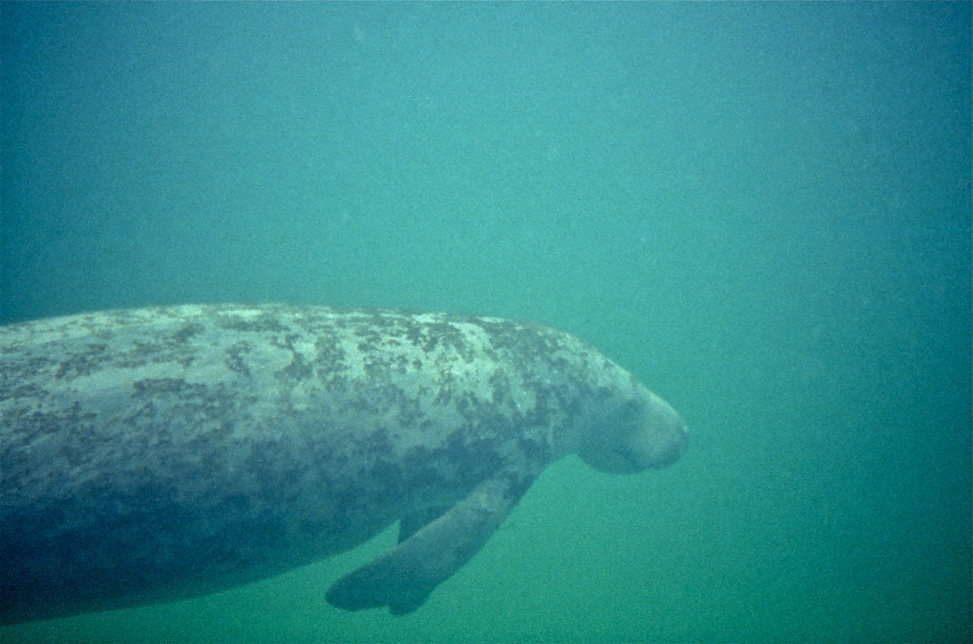 Image of manatees