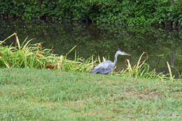 Image of Grey Heron