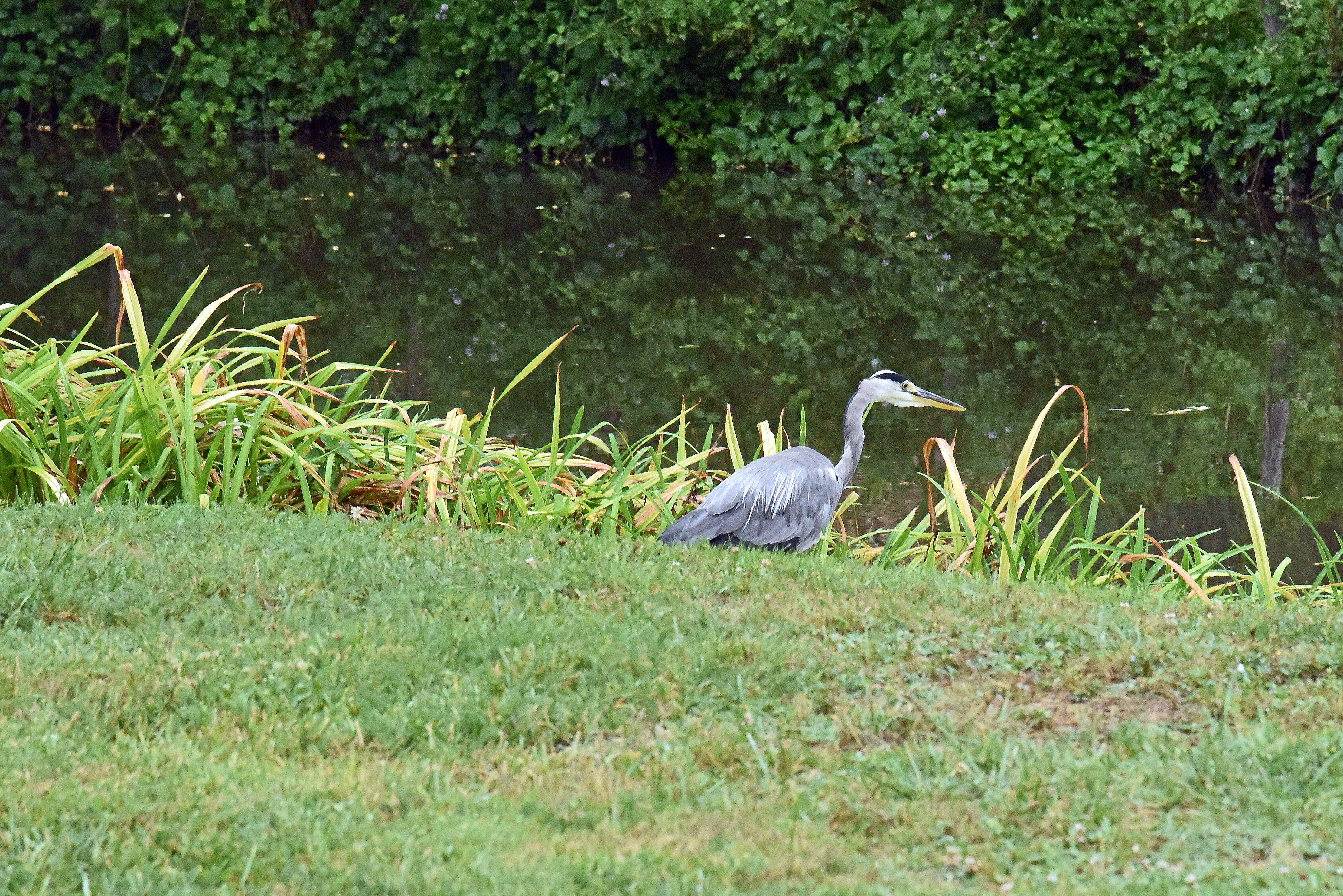 Image of Grey Heron