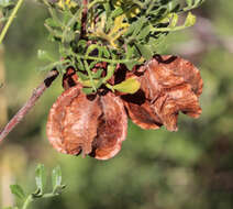 Image de Dodonaea physocarpa F. Müll.