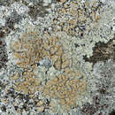 Image of Lecanora muralis