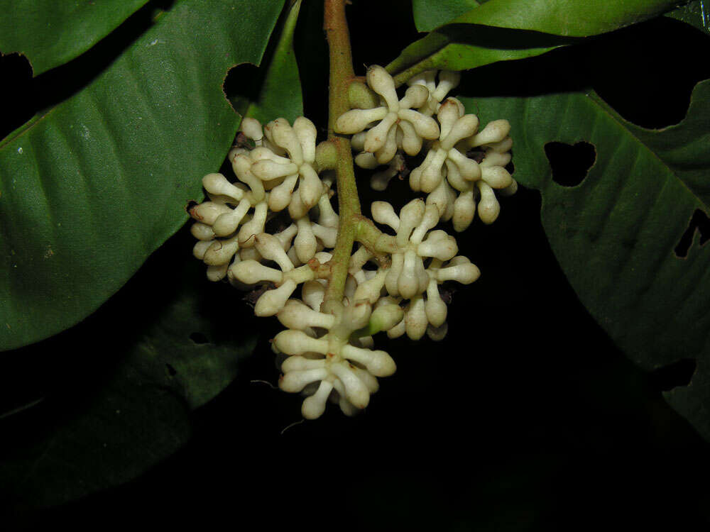 Plancia ëd Ardisia dunlapiana P. H. Allen