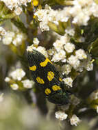 Castiarina insculpta (Carter 1934) resmi