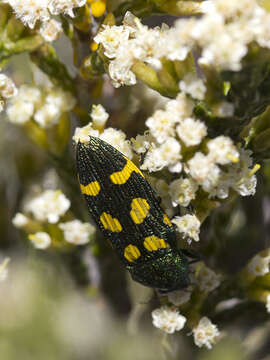 Image de Castiarina insculpta (Carter 1934)