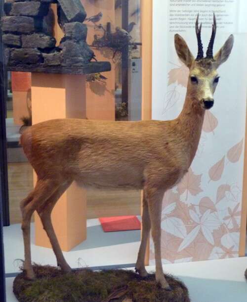 Image of Roe Deer