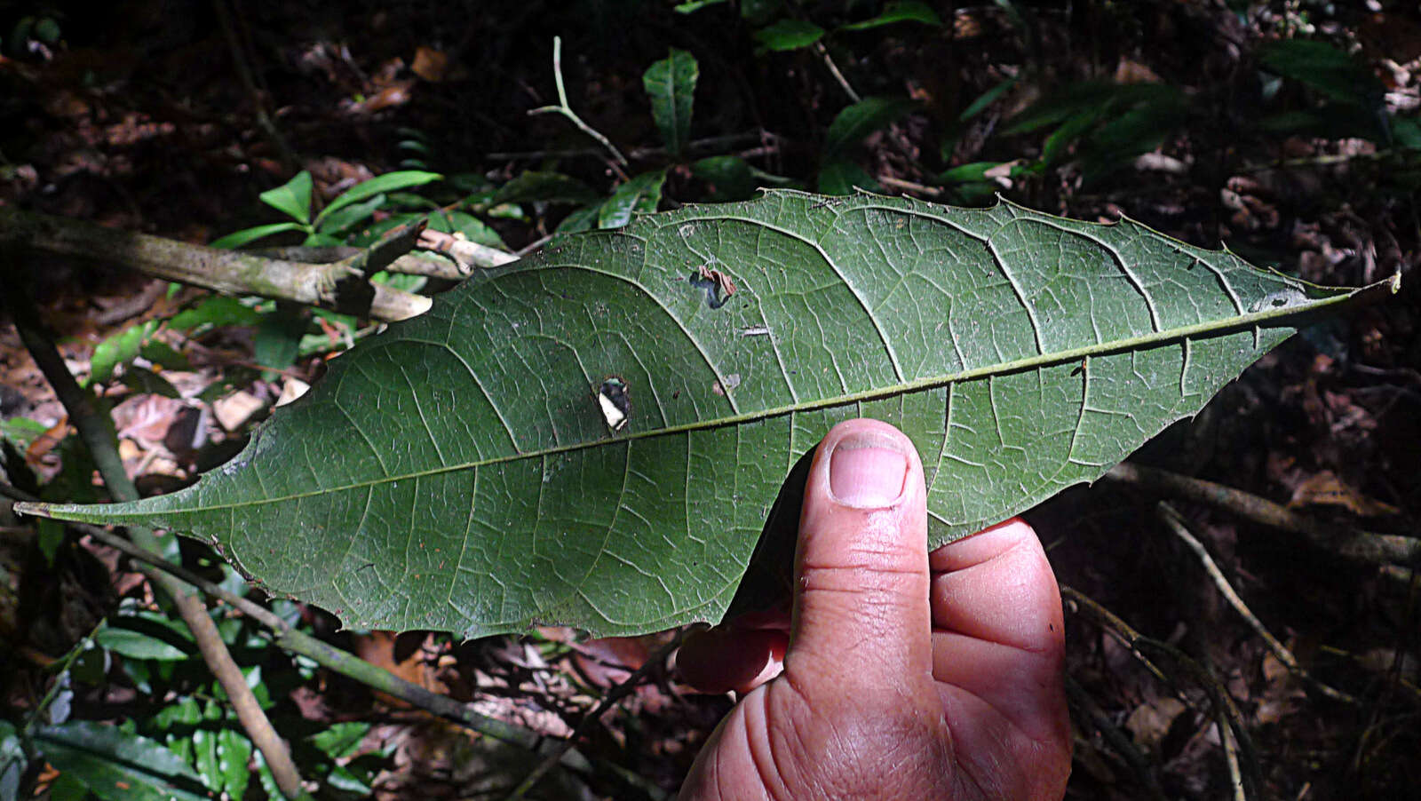 Image of Sorocea longipedicellata A. F. P. Machado, M. D. M. Vianna & Romaniuc