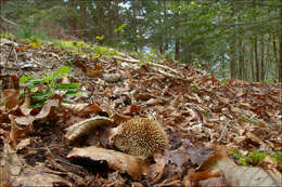 Imagem de Lycoperdon echinatum Pers. 1794