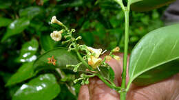 Image of West Indian milkberry