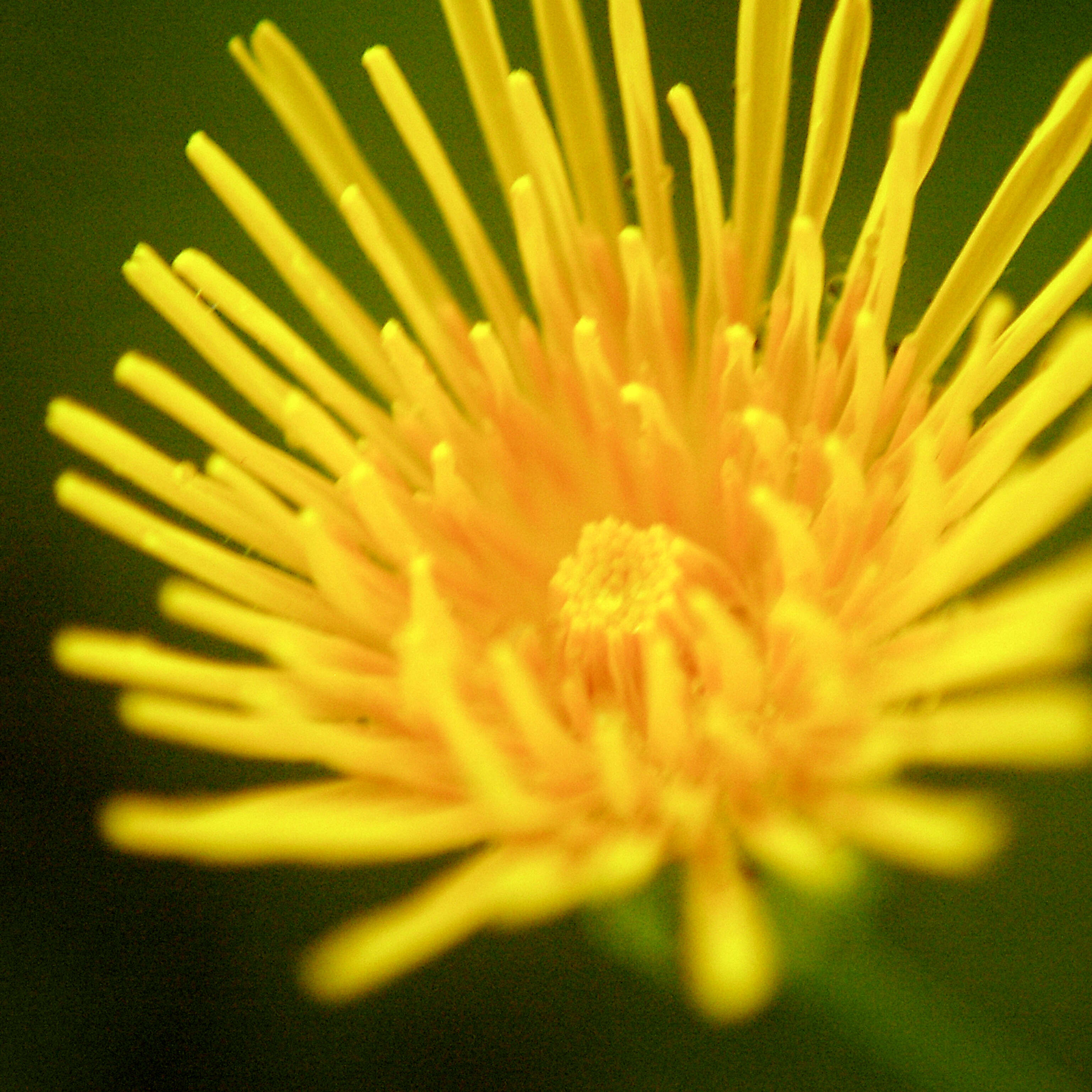 Image of field sowthistle