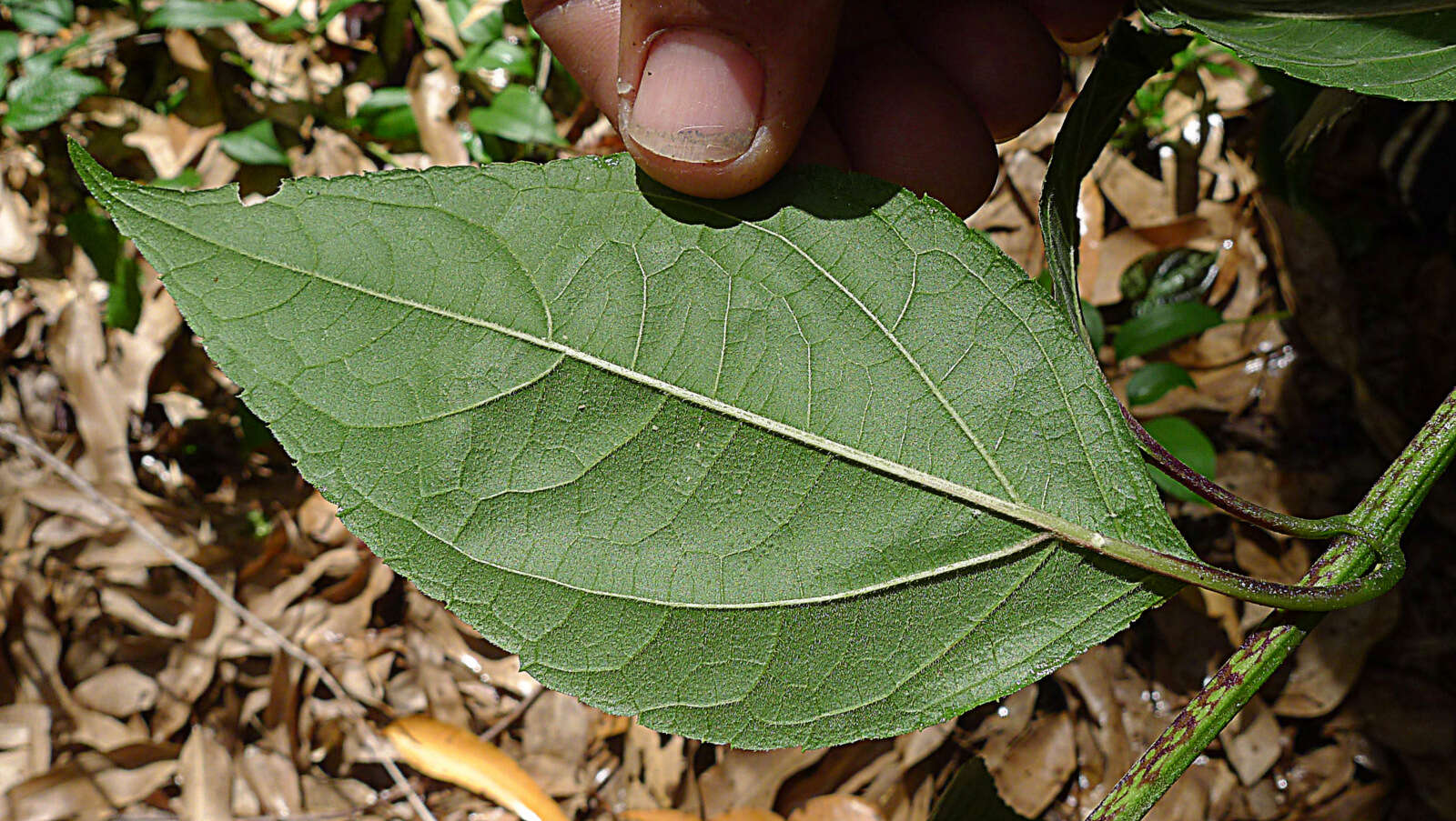 Image of Tilesia