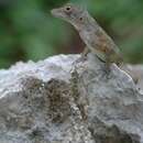 Image of Isla Beata Anole