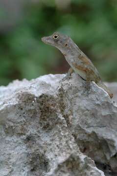 Image of Isla Beata Anole