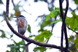 Image of Night Herons