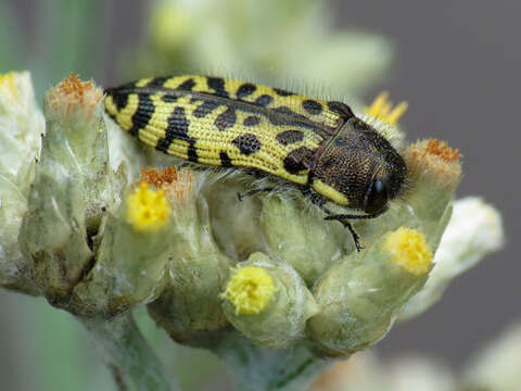 Слика од Acmaeodera decipiens Le Conte 1866