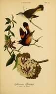 Image of Setophaga Swainson 1827