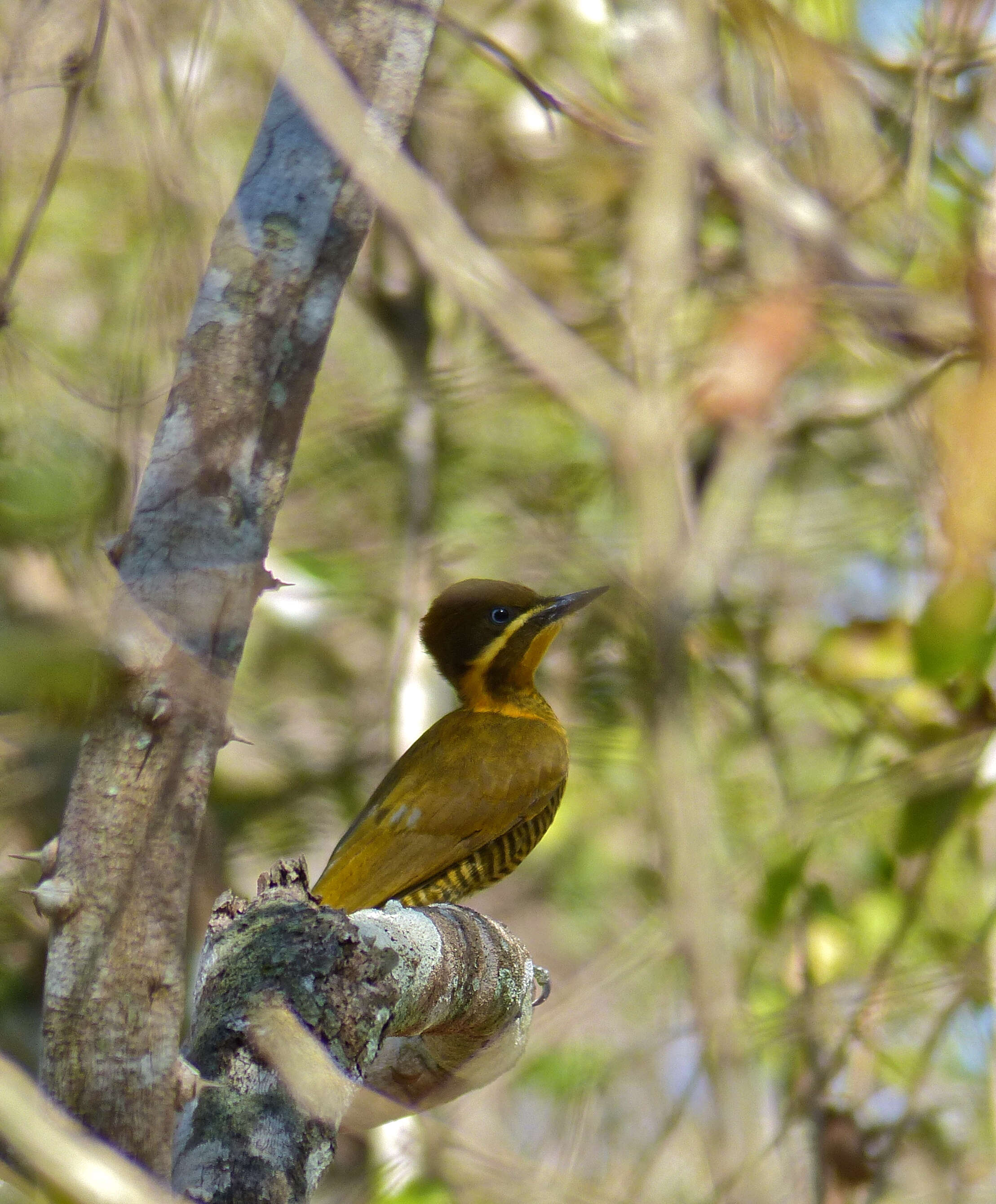 Image of Woodpeckers