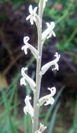 Haworthia cymbiformis (Haw.) Duval resmi