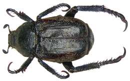 Image of Monkey Beetles