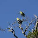 Image of Madagascan Green Pigeon