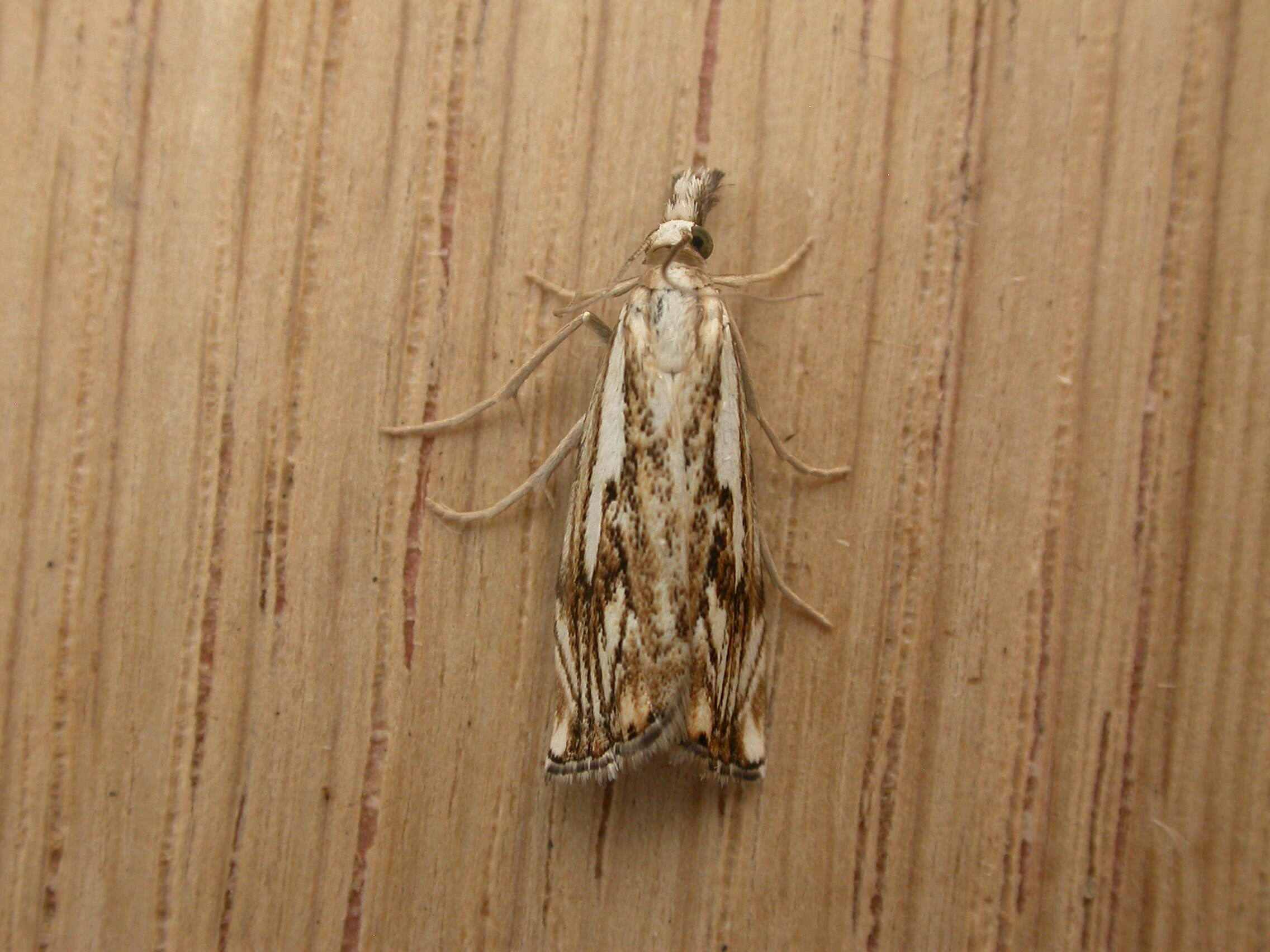 Image of Catoptria