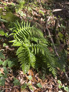 Image de Polypode