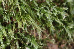 Image of thamnobryum moss