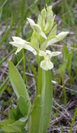 Image of Elder-flowered orchid