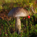 Image of Leccinum variicolor Watling 1969