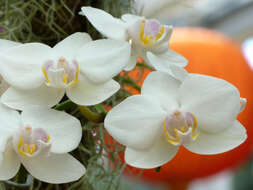 Image of Moth orchids