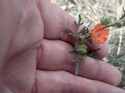 Imagem de Sphaeralcea rusbyi A. Gray