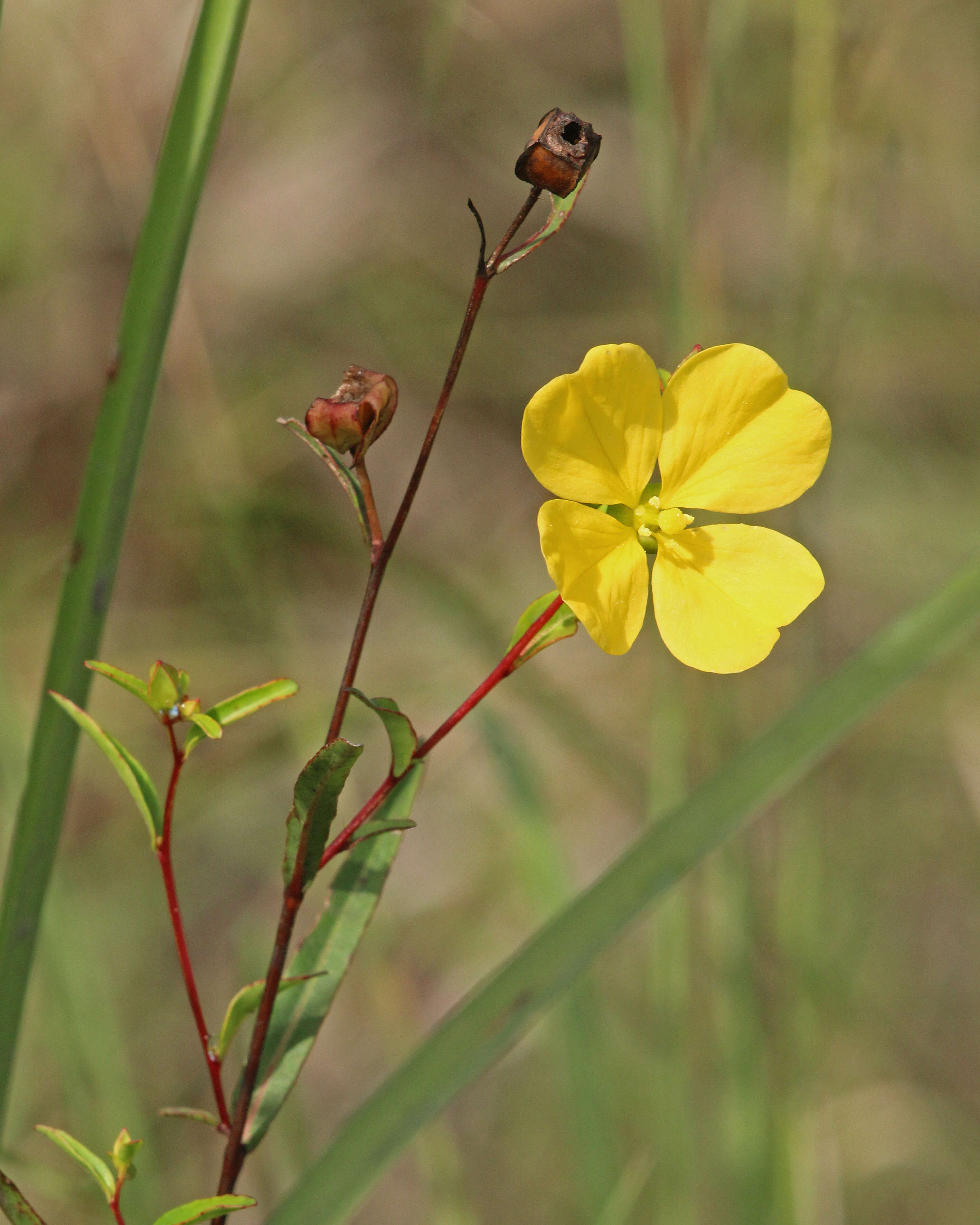 Image of primrose-willow