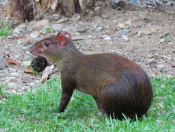 Image of agoutis and pacas