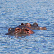 Image of Common Hippopotamus