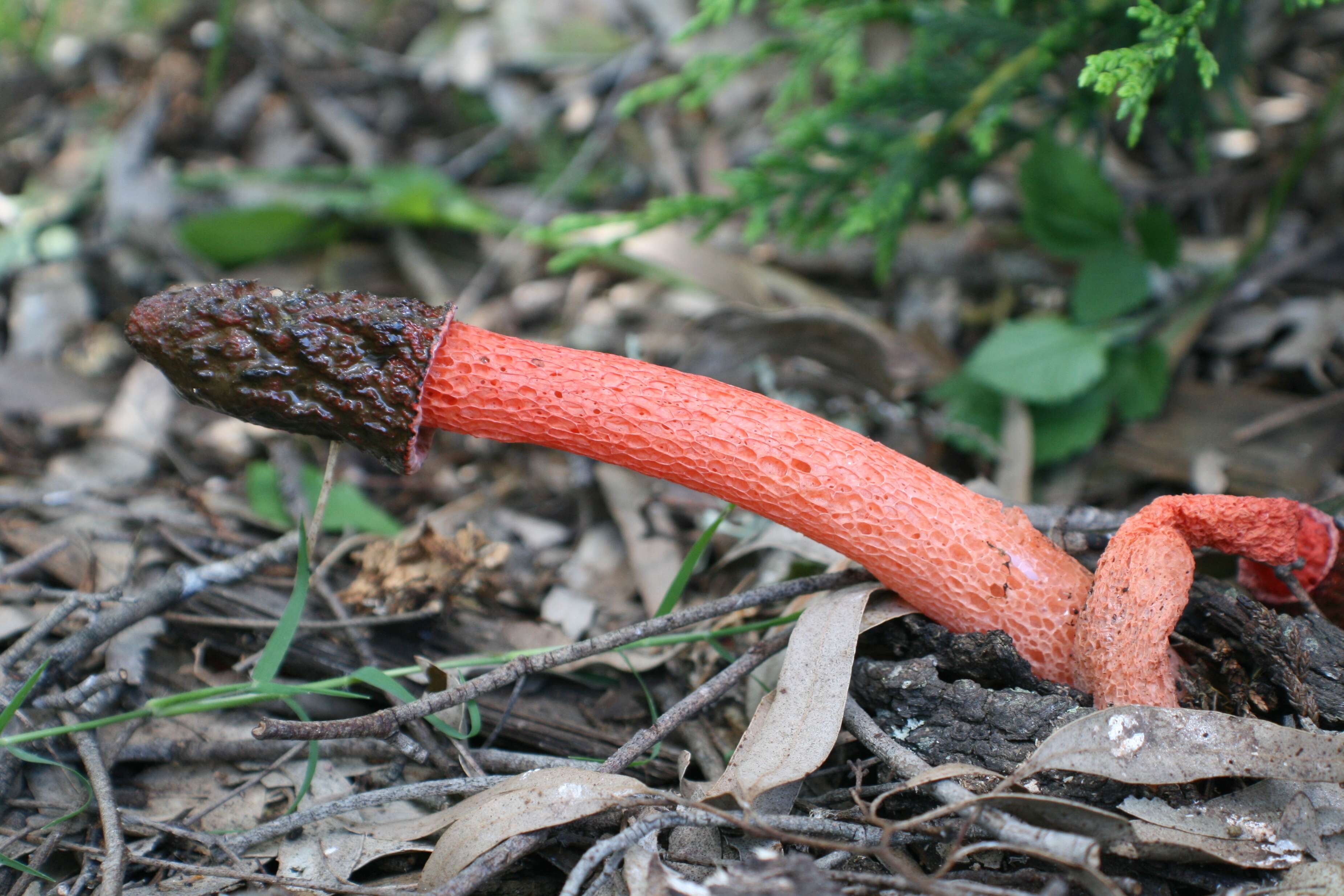 Image of Phallus rubicundus (Bosc) Fr. 1823