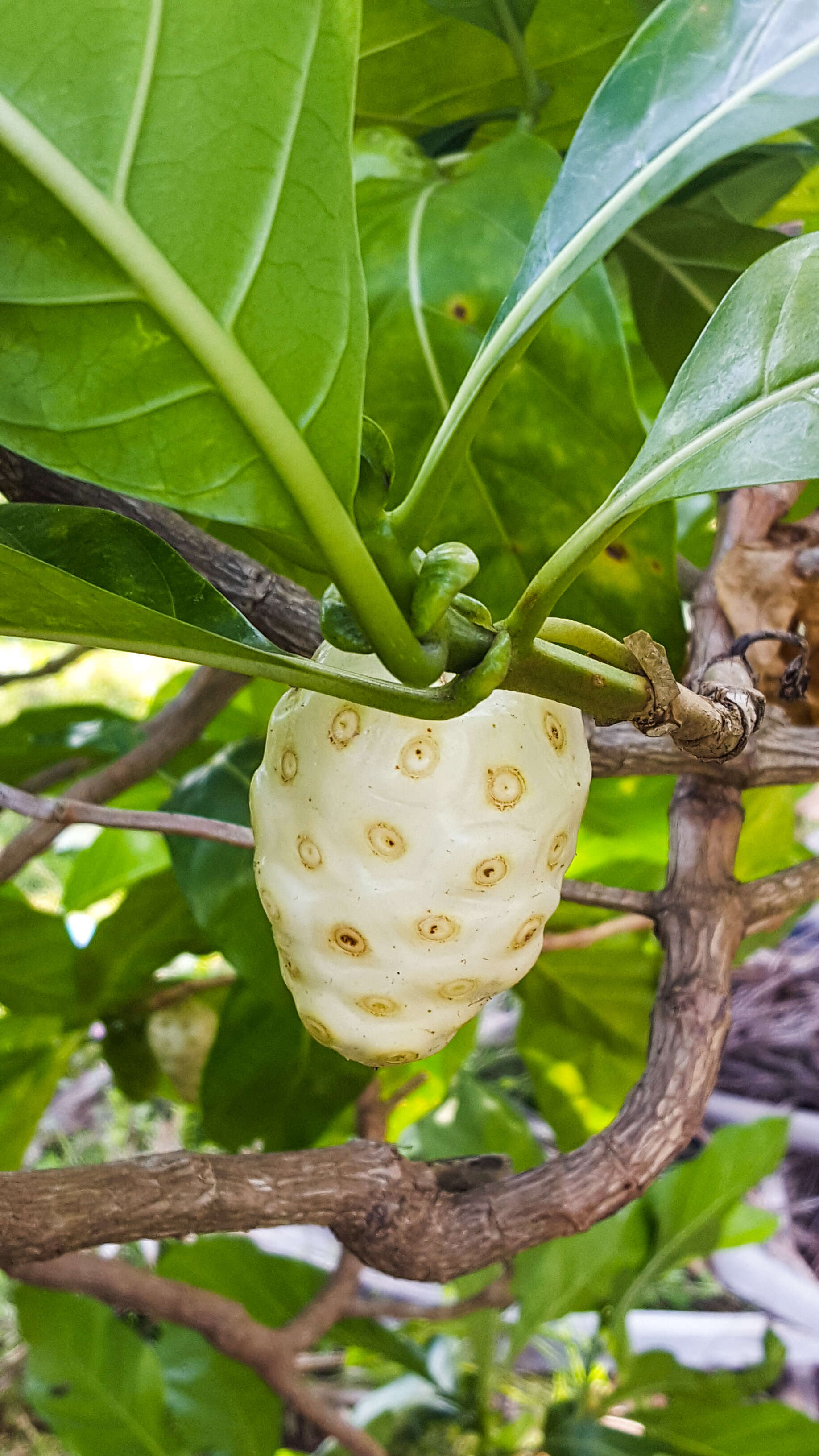 Image of Indian mulberry