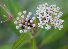 Image of milkweed