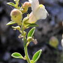 Image de Antirrhinum pulverulentum Láz.-Ibiza