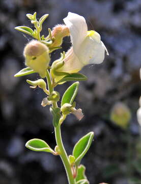 Image of Antirrhinum pulverulentum Láz.-Ibiza