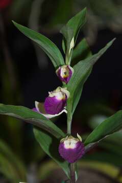 Image de Brachycorythis helferi (Rchb. fil.) Summerh.