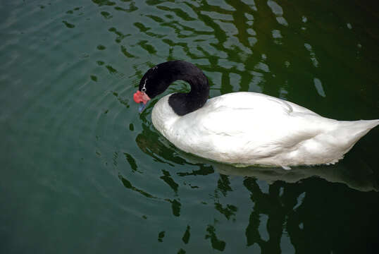 Image of Black-necked Swan