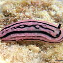 Image of Phyllidiella zeylanica (Kelaart 1859)