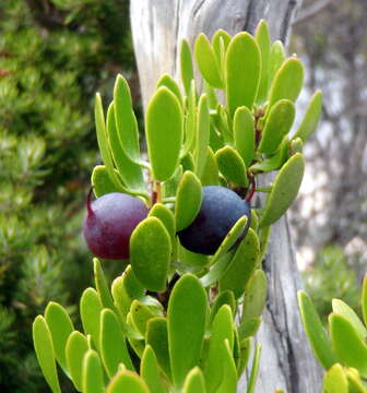 Image de Persoonia gunnii Hook. fil.