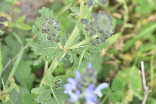 Image of verbena sage